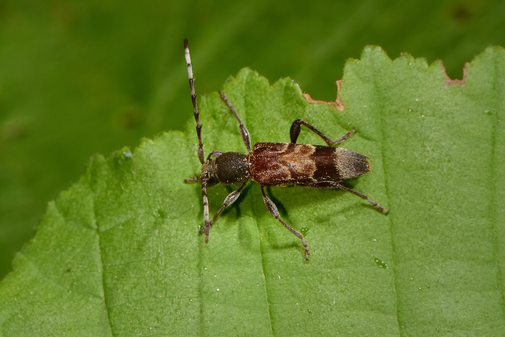 Cerambycidae:  Anaglyptus gibbosus?   S !